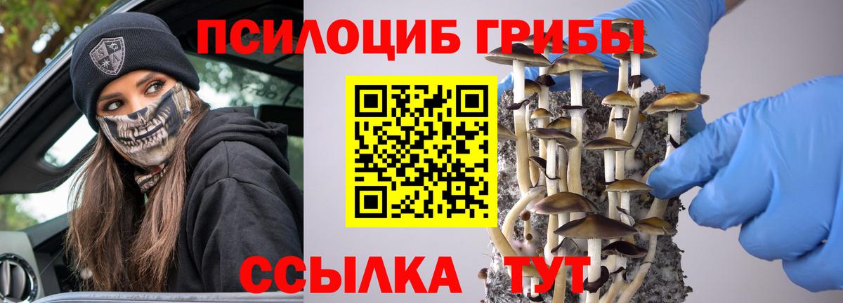 Галлюциногенные грибы GOLDEN TEACHER  цены   Михайловск  Вход с VPN 